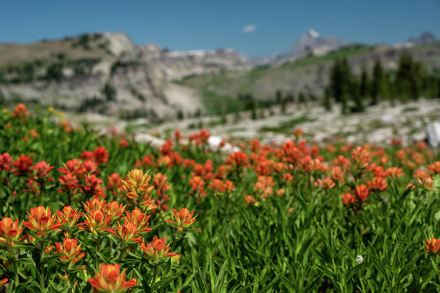 Orange Paintbrush Flowers Cover a Field in Game Creek Pass Photograph by Kelly VanDellen