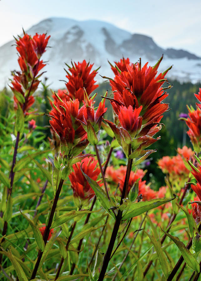Orange Paintbrush Flowers with Mount Rainier in background Photograph by Kelly VanDellen
