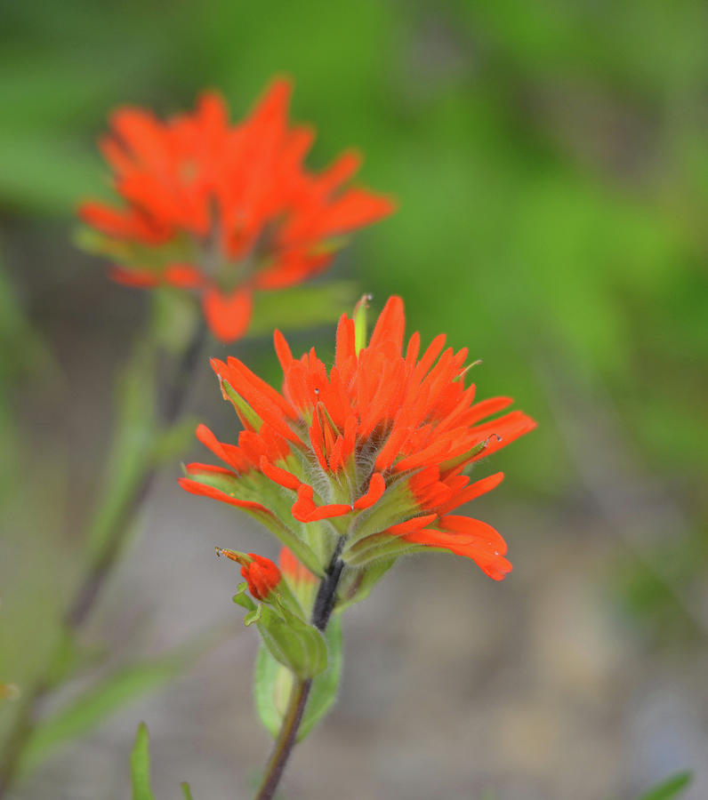 Orange Paintbrush Photograph by Whispering Peaks Photography | Fine Art ...