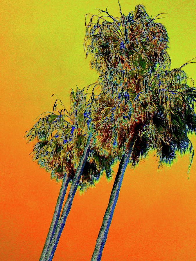 Orange Palms Photograph by Maureen J Haldeman