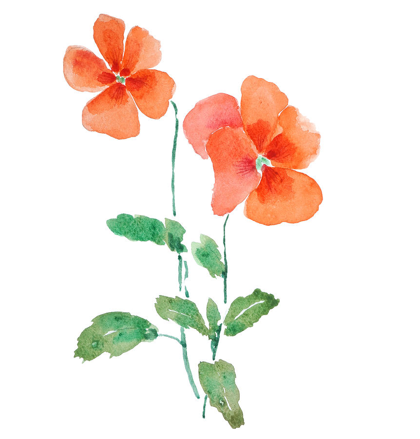 Orange Pansy Watercolor  Painting by Color Color