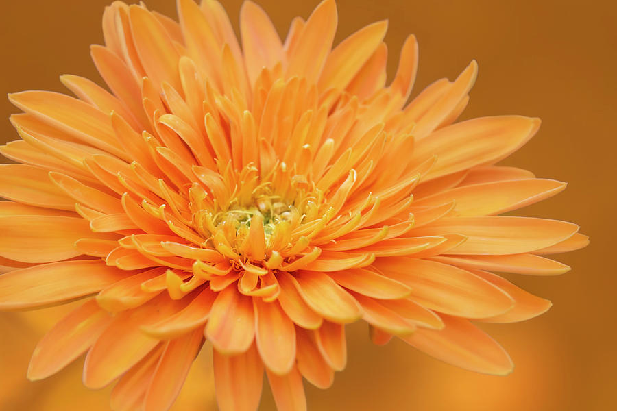 Orange Petals Photograph by Gary Geddes