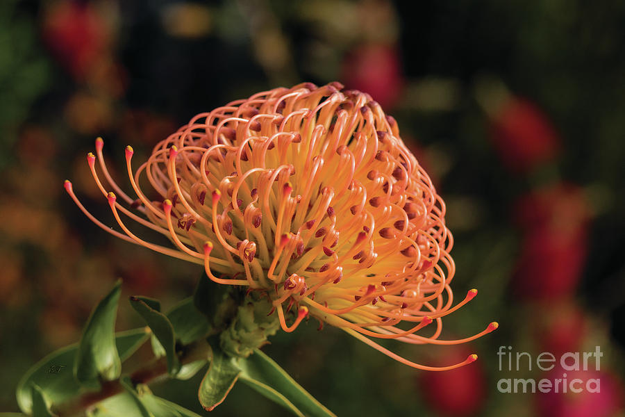 Protea Pincushion - Orange