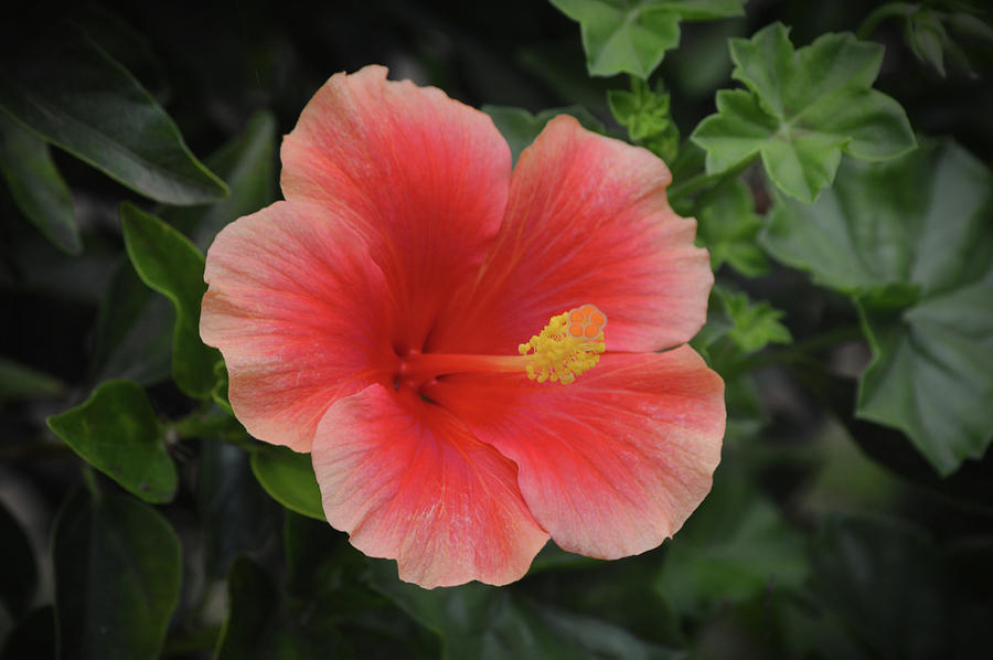 Orange Pink Punch Hibiscus Flower Photograph by Gaby Ethington