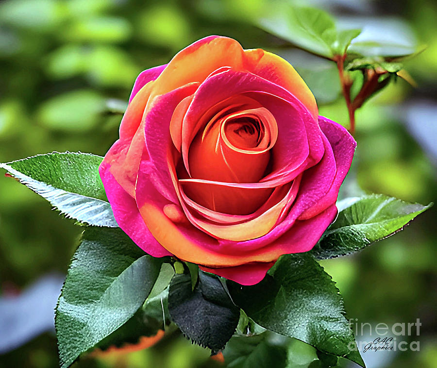 Orange Pink Rose Digital Art by CAC Graphics