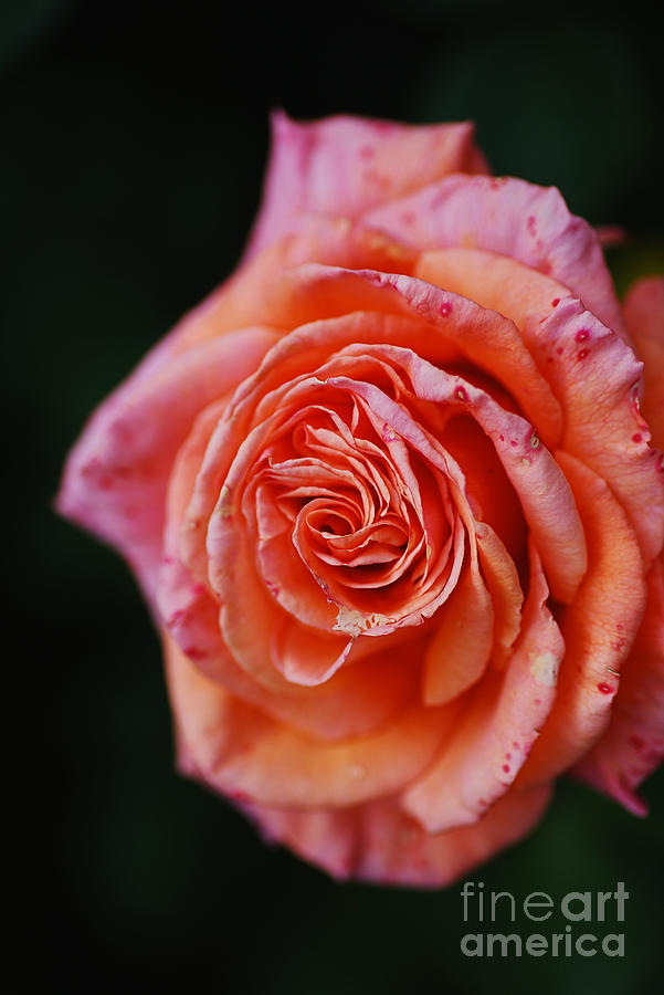 Nature Photograph - Orange Pink Splash Rose by Joy Watson