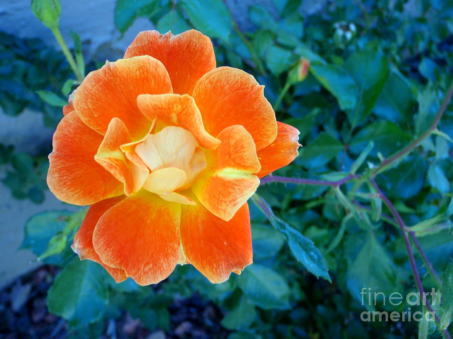 Orange Playboy Rose 1 Photograph