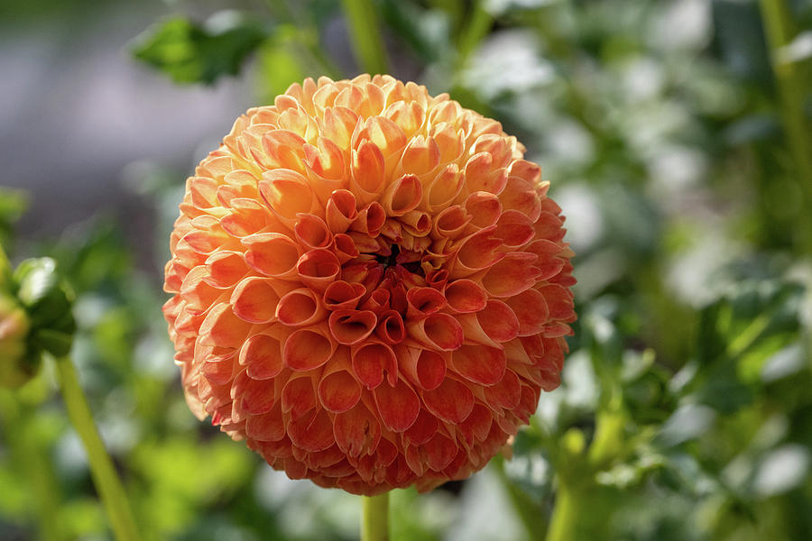 Orange Pompon Photograph by Sharon Gucker - Fine Art America