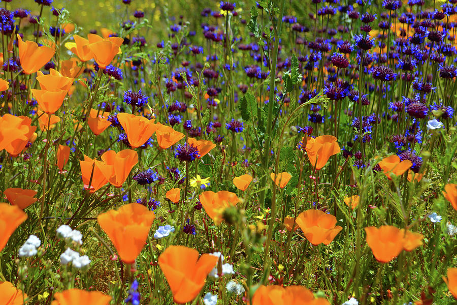 Orange Poppies and Wild Thistle Photograph by Glenn McCarthy