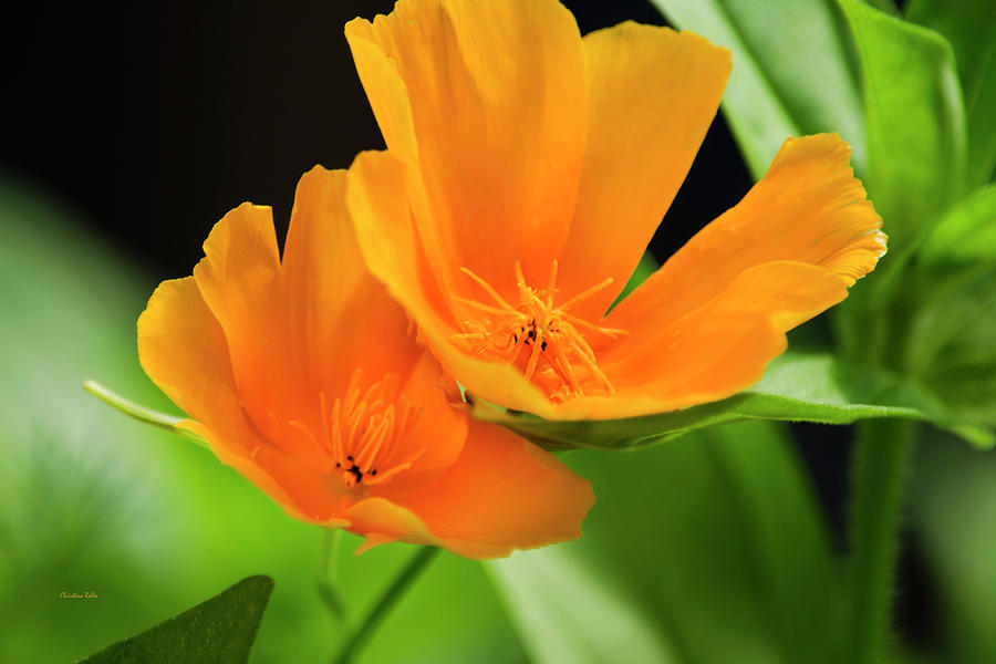Orange Poppies Photograph by Christina Rollo