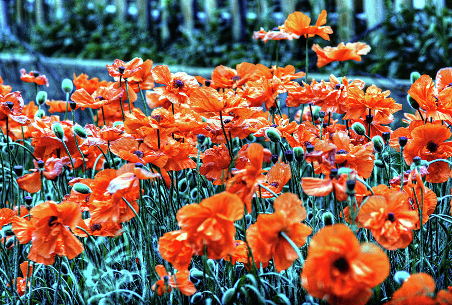 Orange Poppies in Evergreen Colorado Photograph by Michael Kirsh