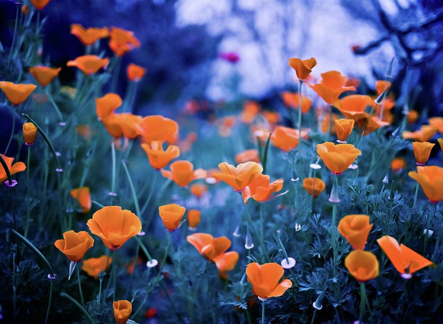Orange Poppies Photograph by Linda Unger