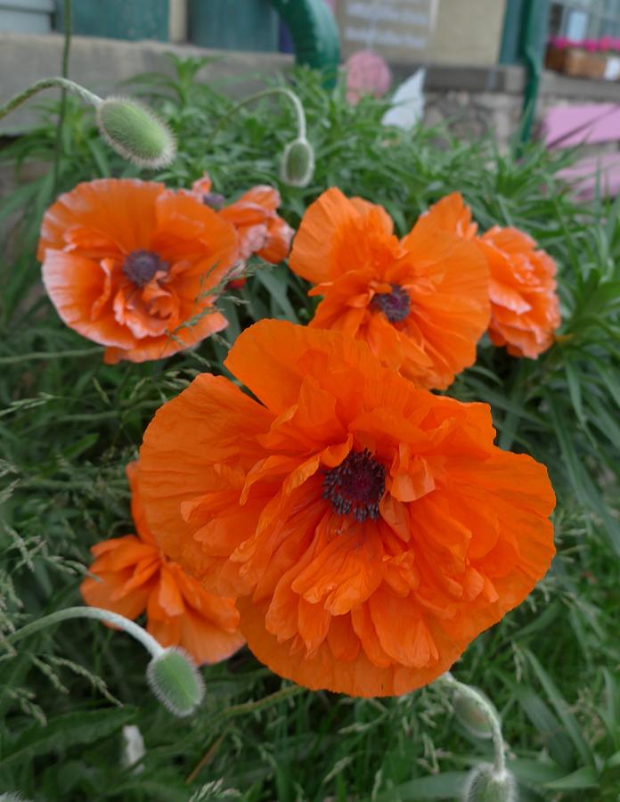 Orange poppies Photograph by Lisa Mutch