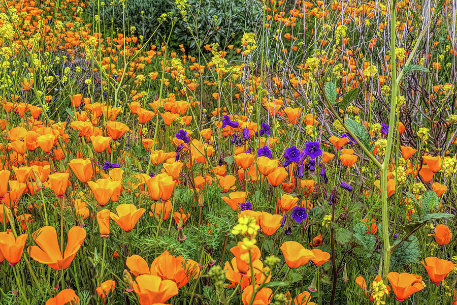 Orange Poppies with Purple Flowers AIM Photograph by Alison Frank