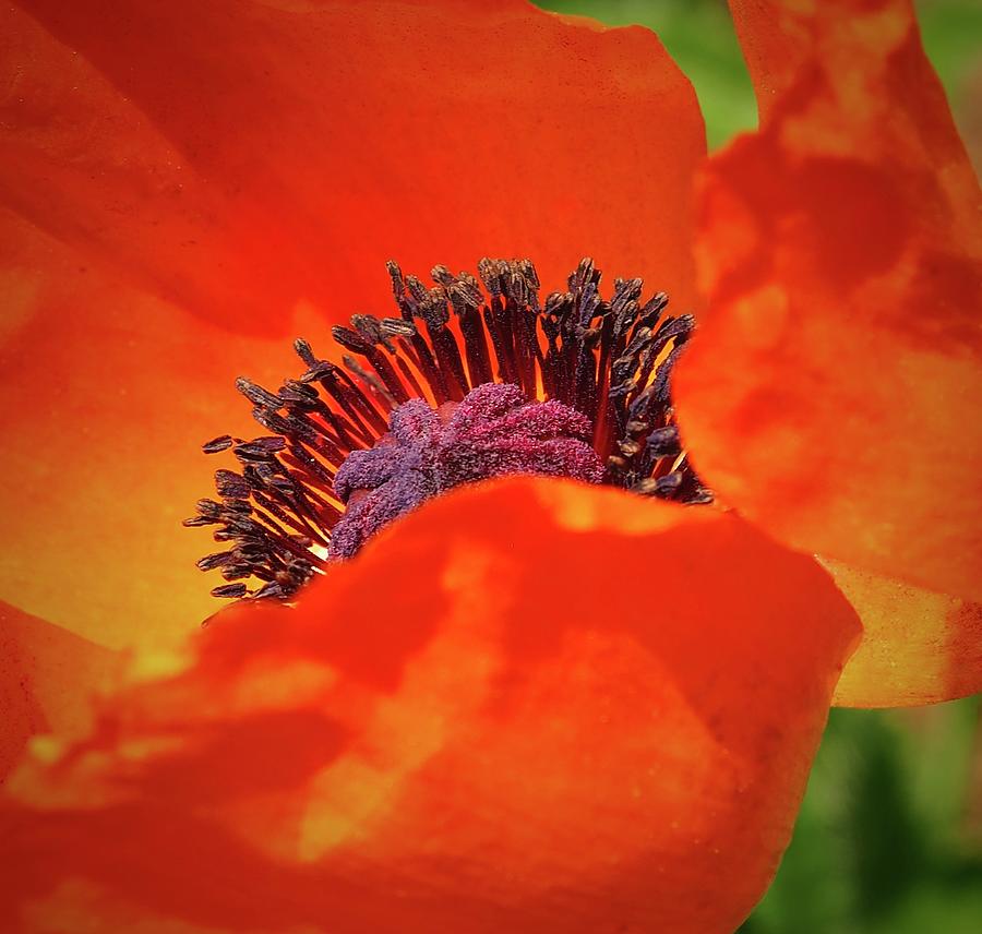 Poppy Photograph - The Eye Of An Orange Poppy  by Alida M Haslett