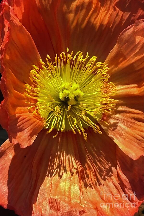 Orange Poppy Photograph by Carol Groenen - Fine Art America