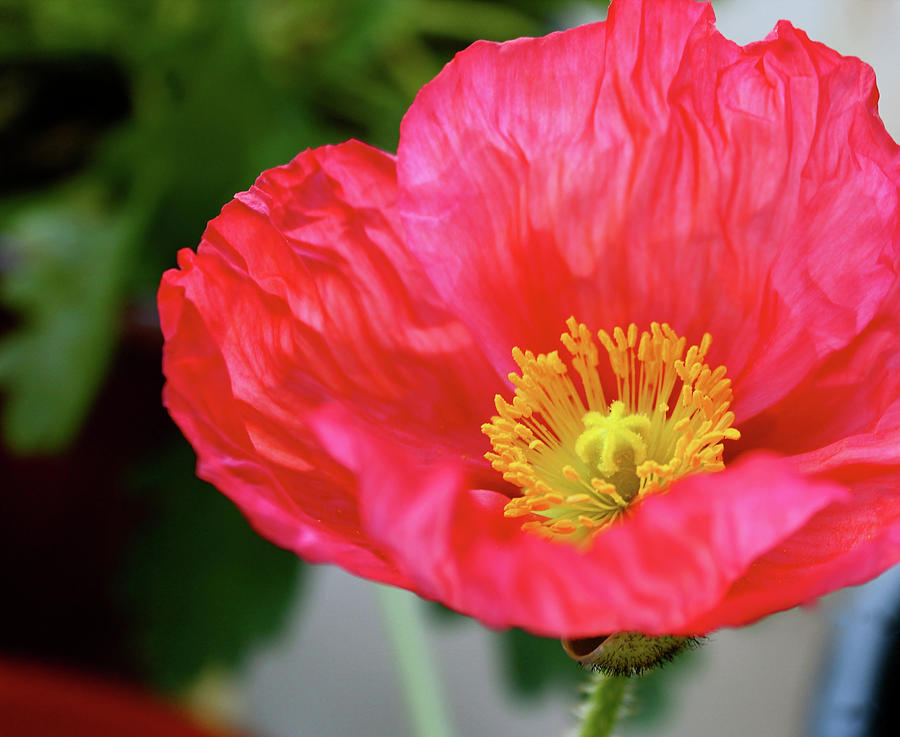 Orange Poppy Photograph by Carrie Larsen - Fine Art America