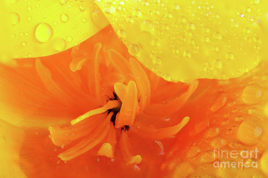 Orange poppy close up with water Photograph by Simon Bratt
