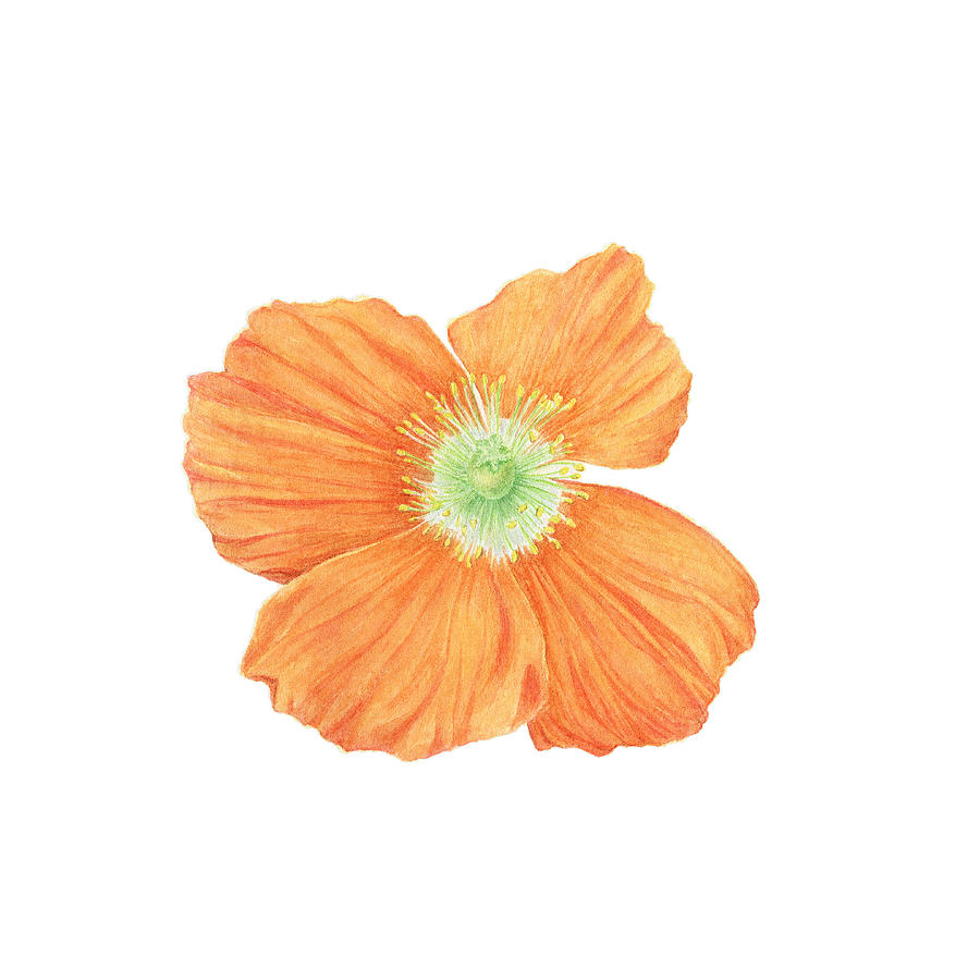 Orange Poppy Painting by Irina Grimaldi - Fine Art America