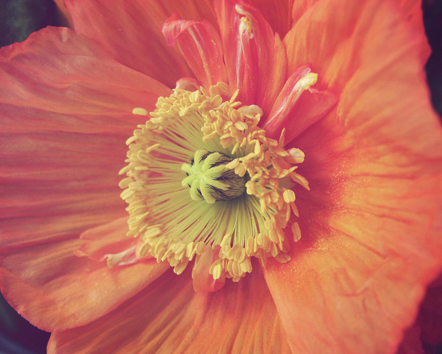 Orange Poppy Photograph by Lupen Grainne