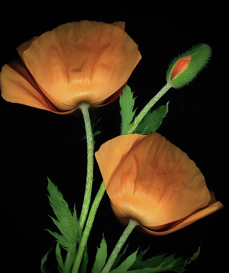 Orange Poppy Photograph by Maz Ghani