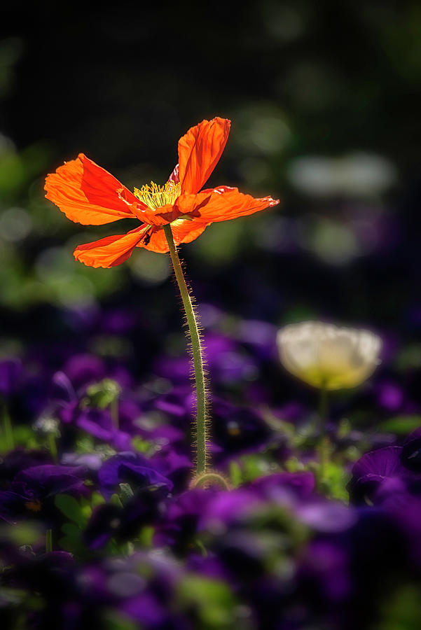 Orange Poppy  Photograph by Robert Fawcett
