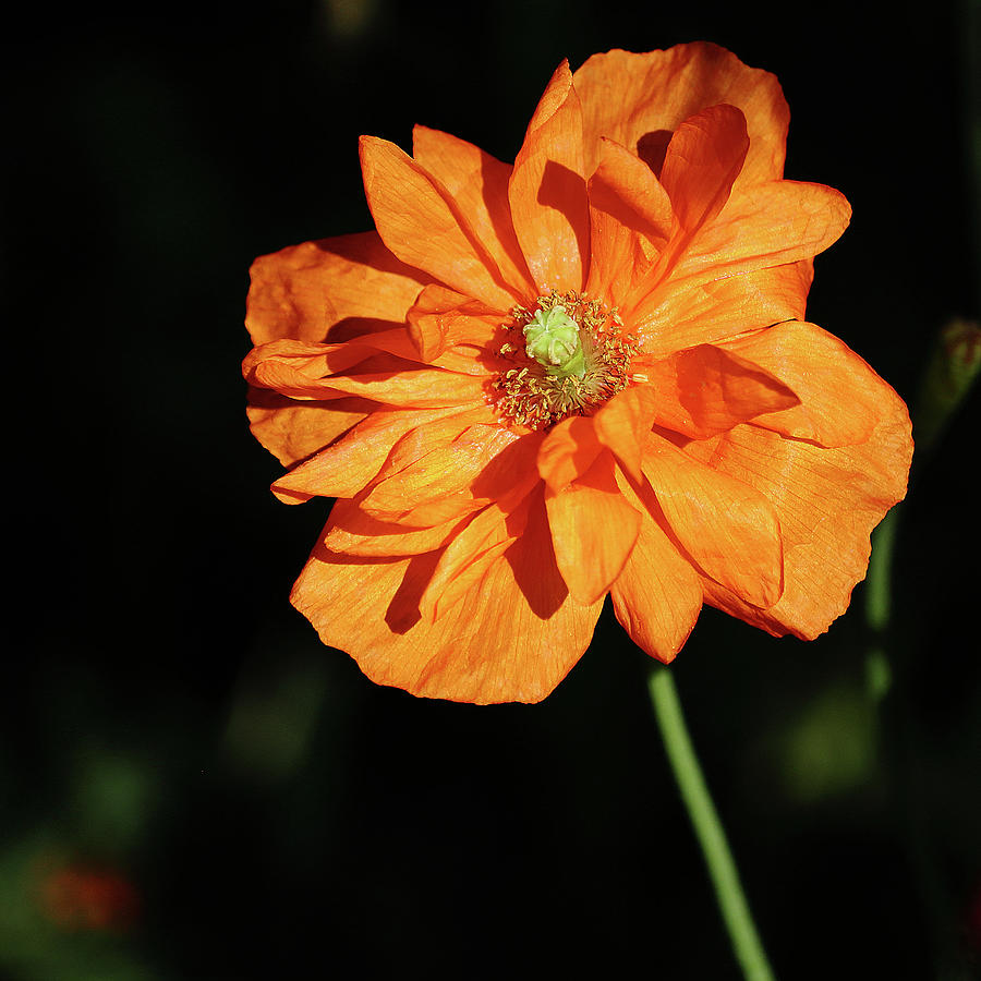 Orange Poppy Photograph by Shirley Mitchell