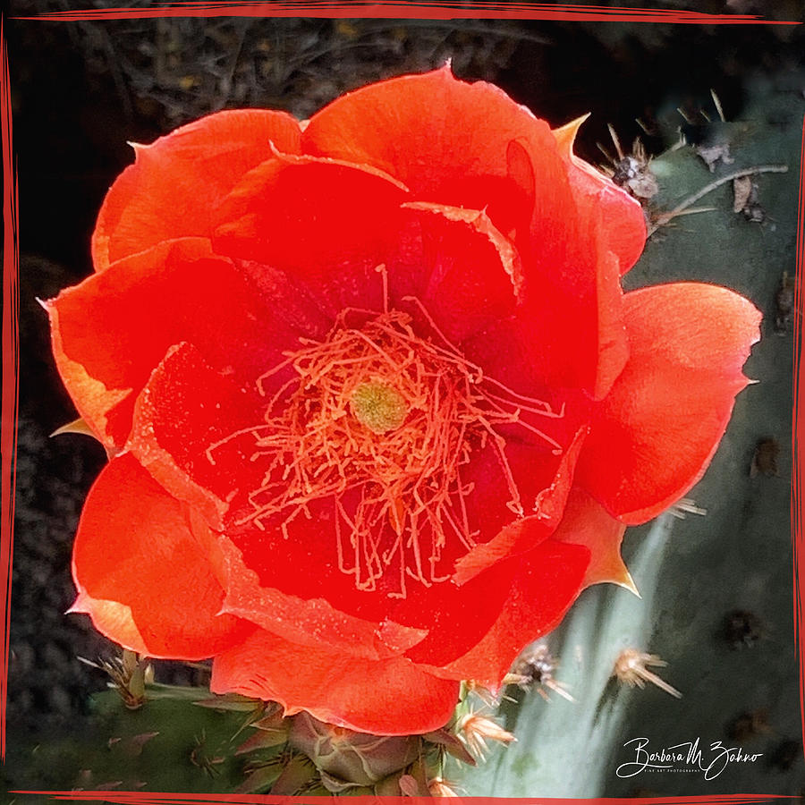 Orange Prickly Pear Cactus Flower Photograph by Barbara Zahno