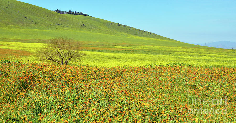 Orange And Yellow Pasture Photograph