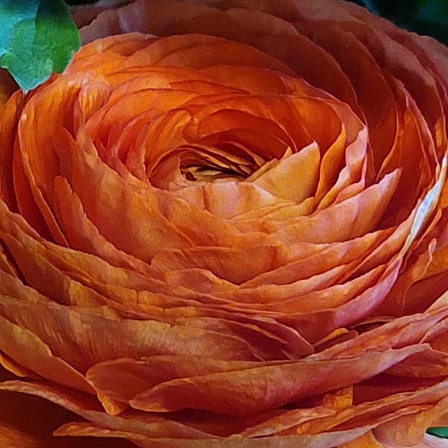 orange buttercup flower
