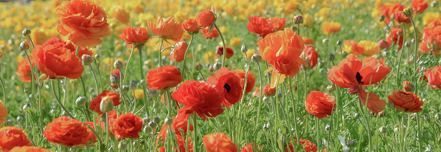 Orange Ranunculus Photograph by Christina McGoran