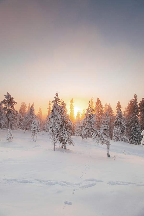 Orange rays of the sun illuminate the frosty and snowy Finnish scenery Photograph by Vaclav Sonnek
