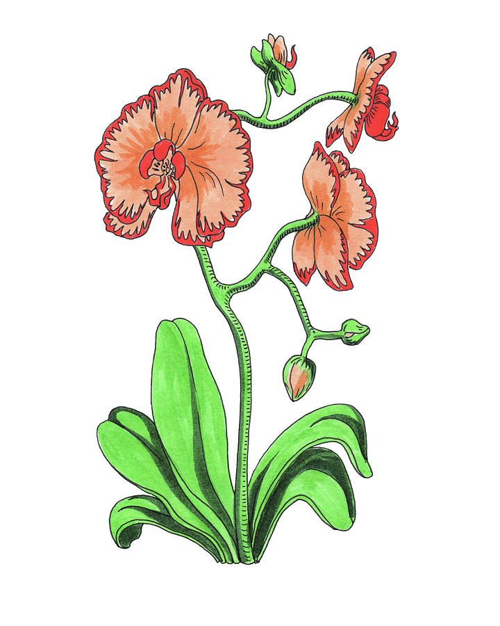 Orange Red Orchid Watercolor Flower Botanical Sarcochilus Falcatus Painting by Irina Sztukowski
