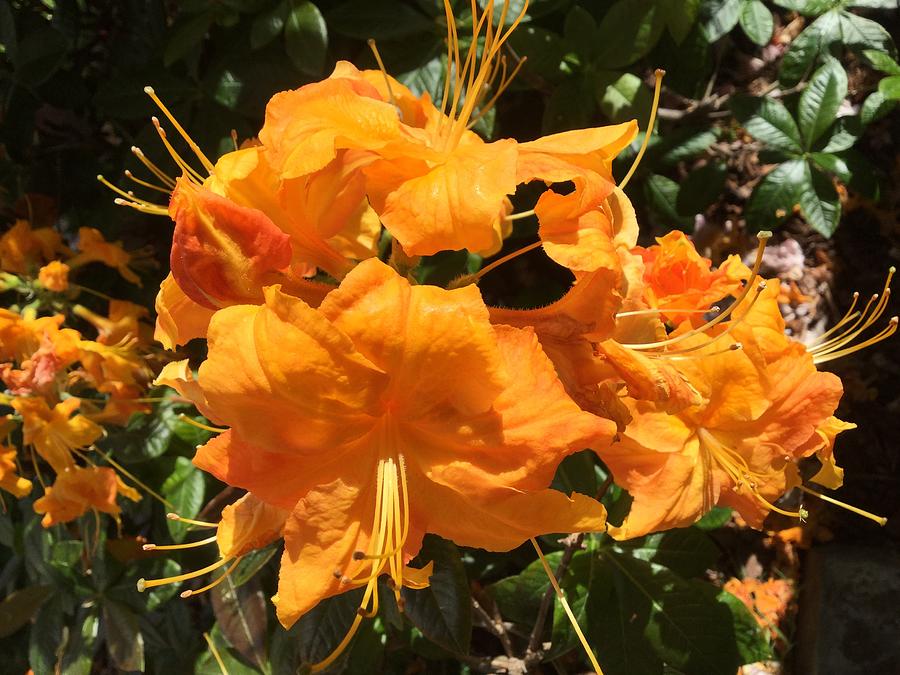 Orange Rhododendron aFlower head Photograph by Barbara Magor
