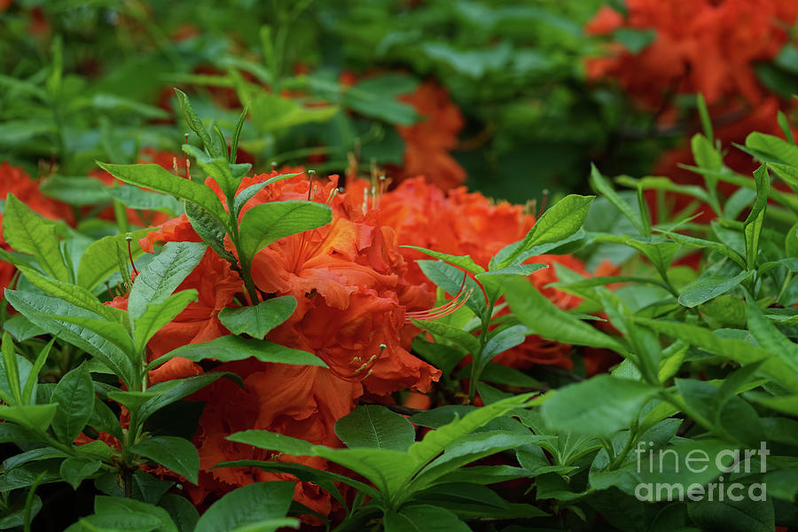 Orange Photograph - Orange Rhododendron in Hiding by Rachel Cohen