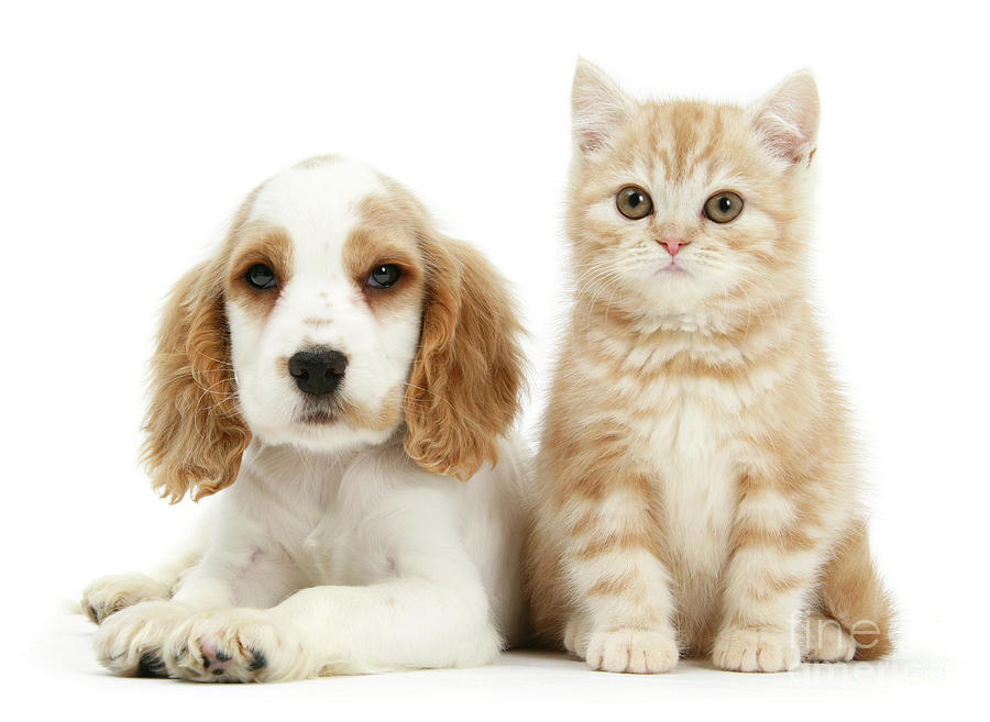 Orange roan Cocker Spaniel pup with ginger kitten Photograph by Warren Photographic