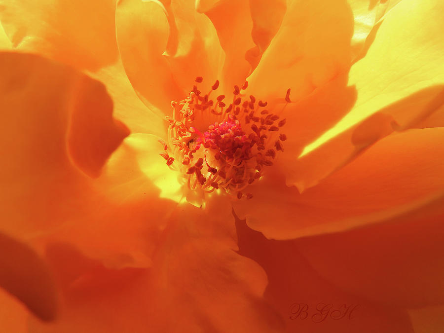 Rose Orange 3 - Floral Photography - Rose Art - Beautiful Roses Photograph by Brooks Garten Hauschild