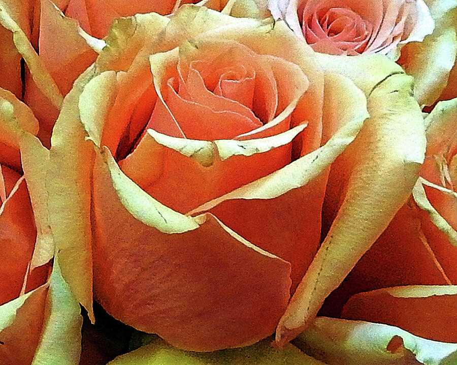 Orange Rose Photograph by Andrew Lawrence