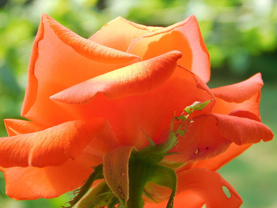Rose Photograph - Orange Rose by Atlas Tracer