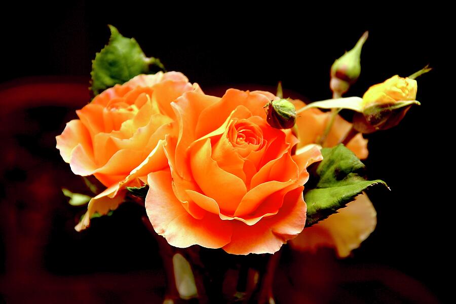 Orange Rose Bouquet Photograph by Masha Batkova