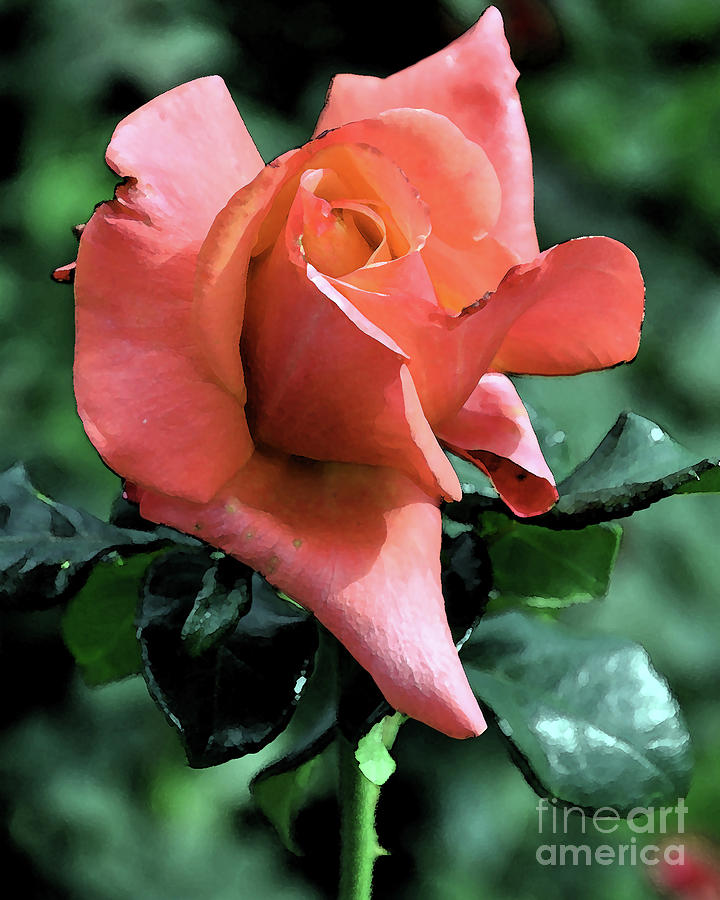 Orange Rose Bud Digital Art by Kirt Tisdale