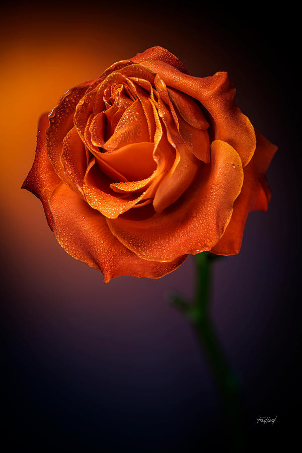 Orange Rose Photograph by Fred J Lord