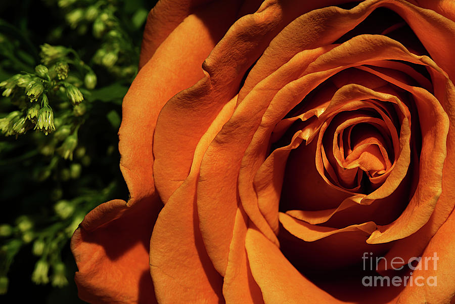 Orange Rose Photograph by Jerry Editor - Fine Art America