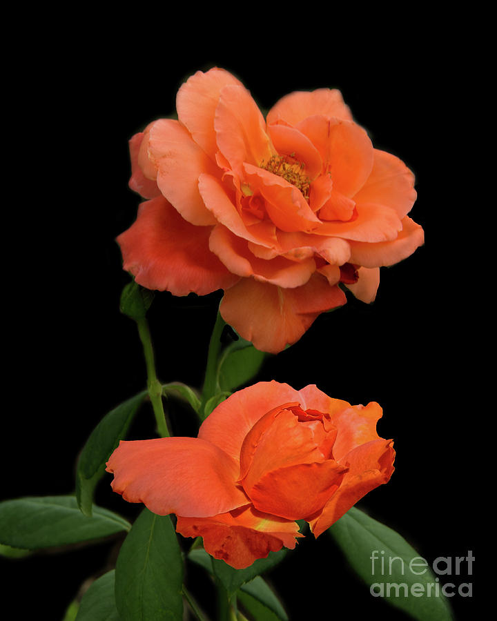 Rose Photograph - Orange Rose by John Kain