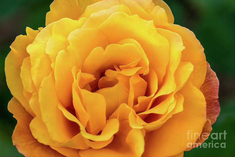 Orange Rose Photograph by Lorraine Cosgrove