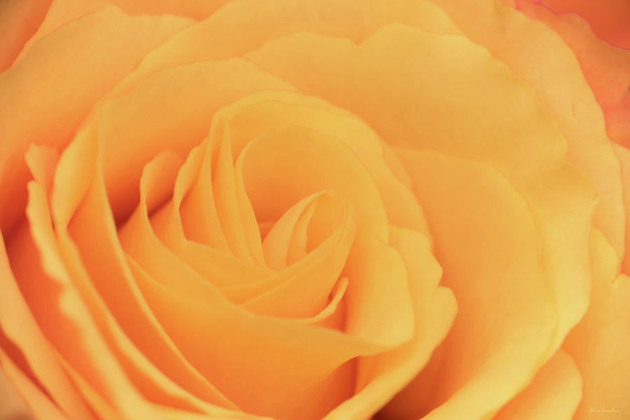 Orange Rose Macro Photograph by Wim Lanclus