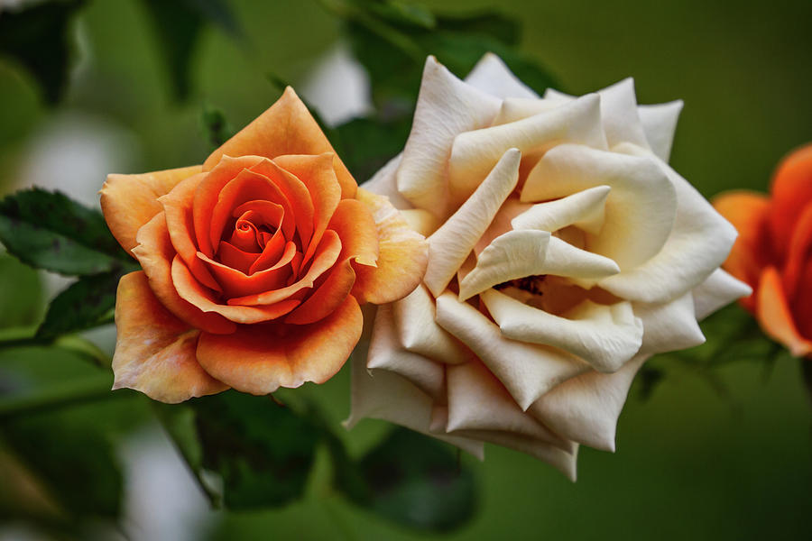 Orange Rose of Taree Photograph by John Haldane