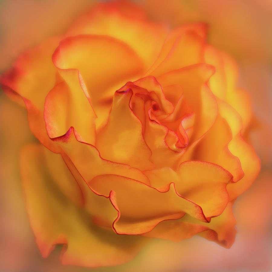 Orange Rose Square Photograph by Teresa Wilson