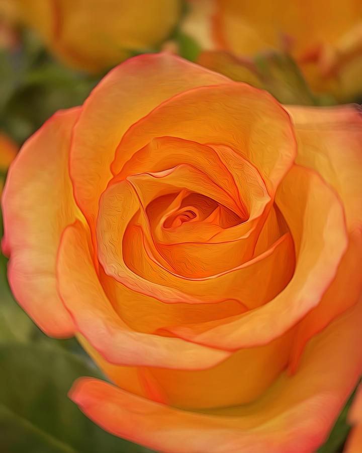 Orange Rose Vertical Photograph by Teresa Wilson