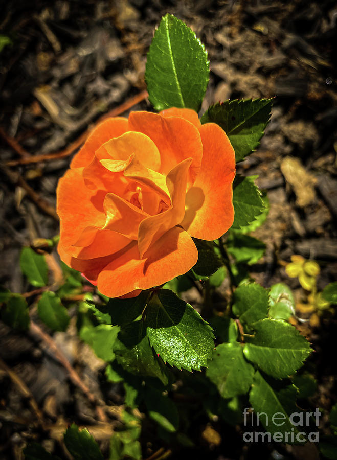 Orange Rose Photograph by William Norton